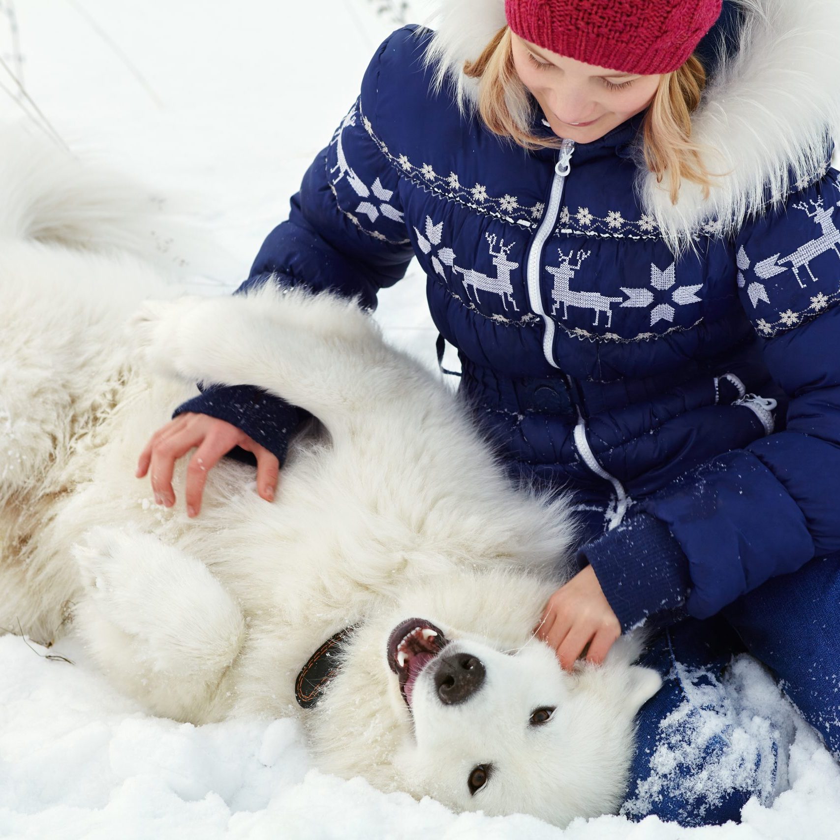 Dog breed Samoyed husky with girl outdoors. dog for a walk with his owner